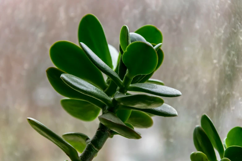 green leafy plants are sitting near a window