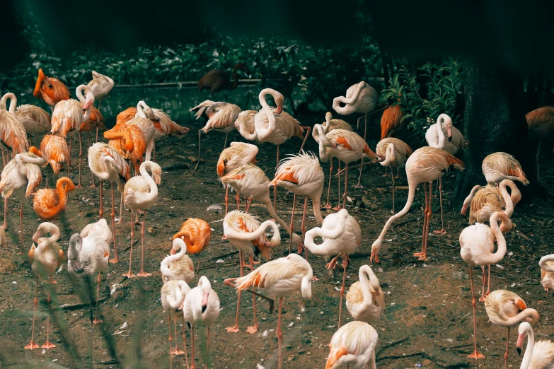 a group of flamingos stand around in dirt