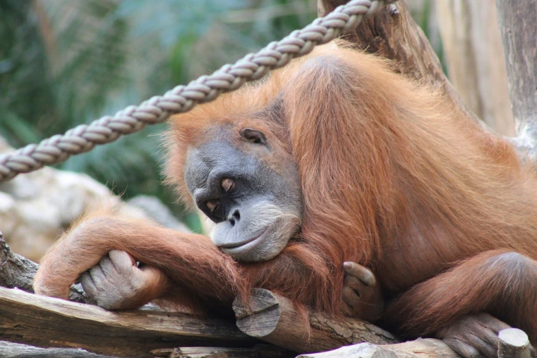 an adult oranguel sits on top of a tree nch