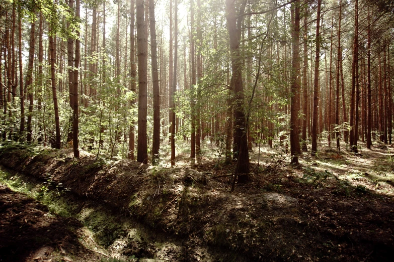 the sun shines through trees in a forest