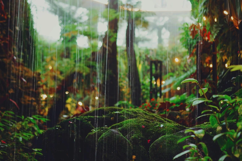 a lush, green forest is covered in rain drops