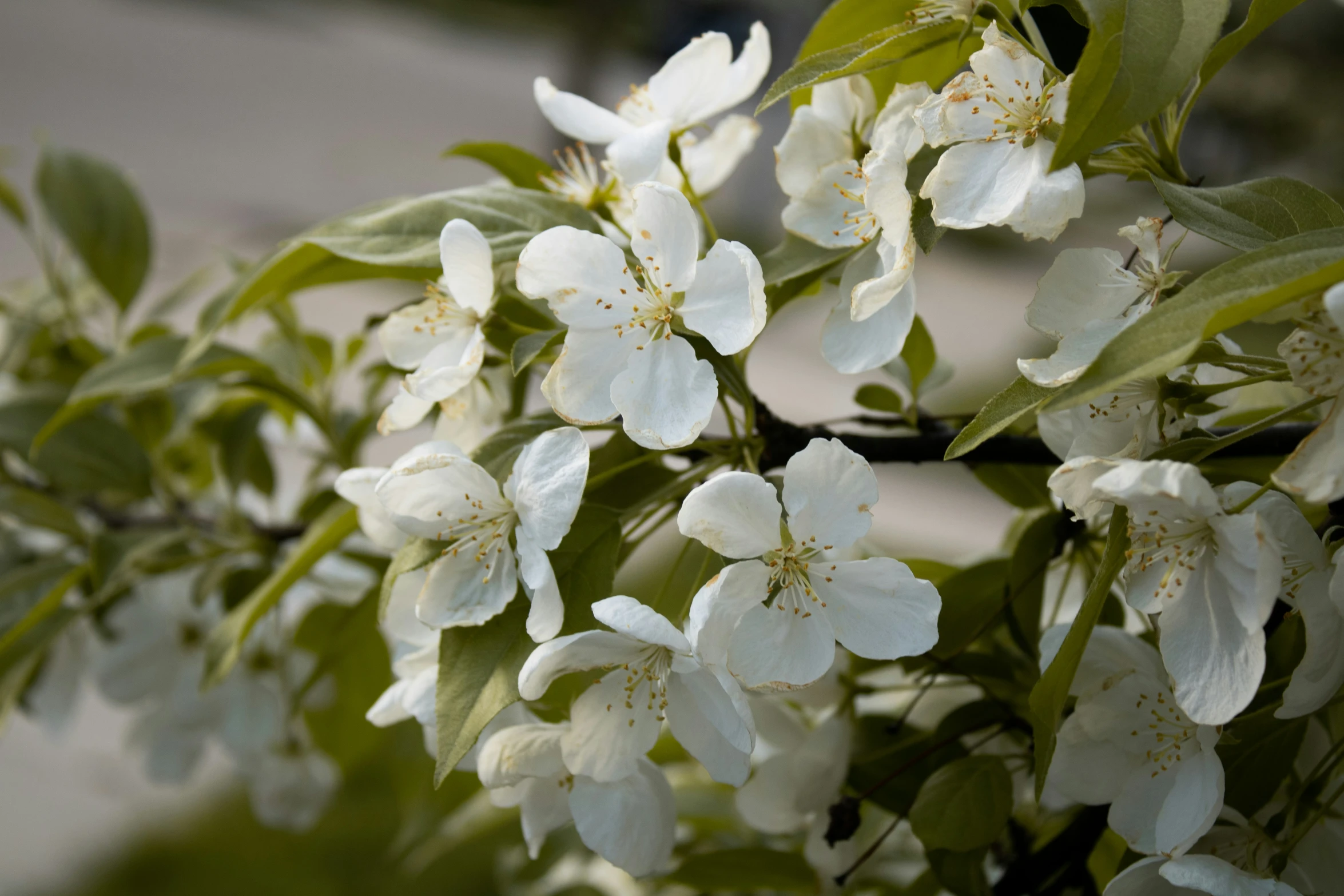 white blossoms on the nch of an apple tree