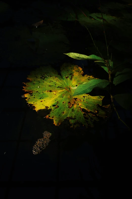 a green flower sitting in a pond next to leafy plants