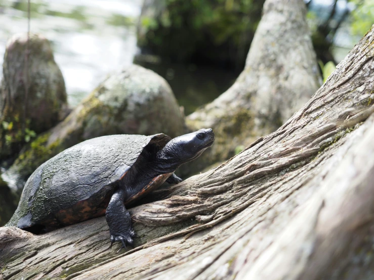 a turtle is resting on the nch of a tree