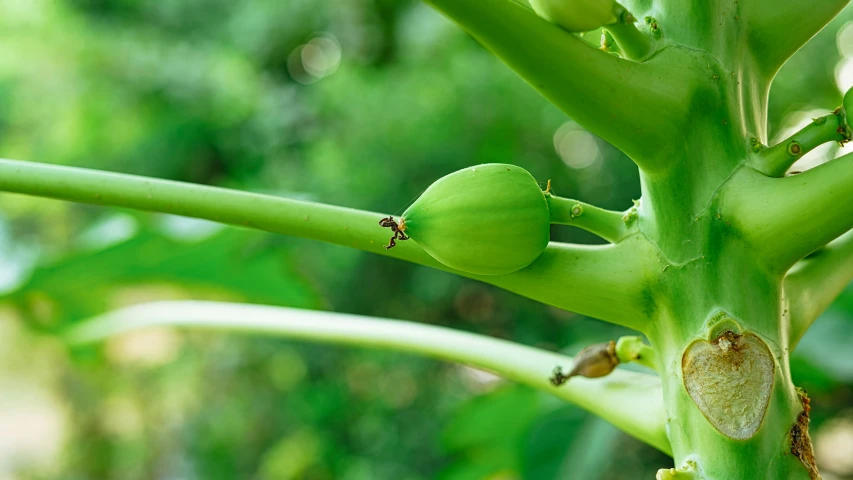 small buds on a plant with lots of foliage