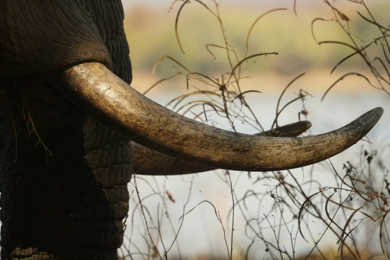 a close up of an elephant's tusk with long horns