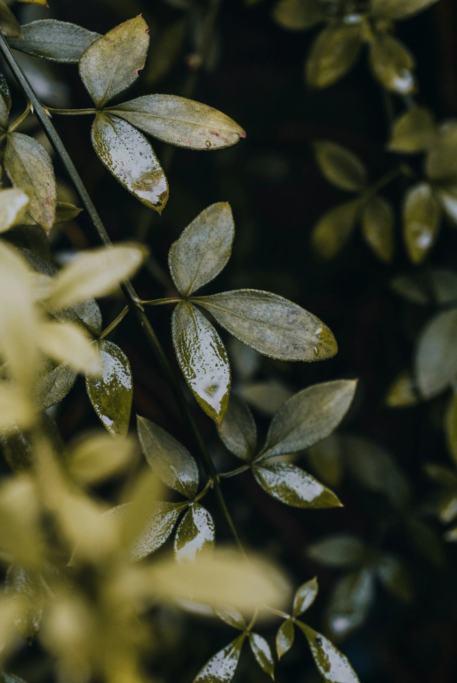 close up of a green plant with leaves