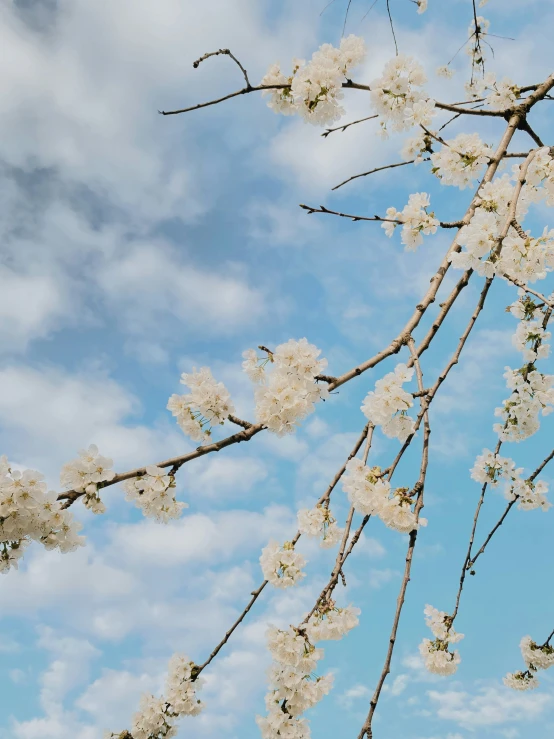 nches and leaves with flowers are in the foreground