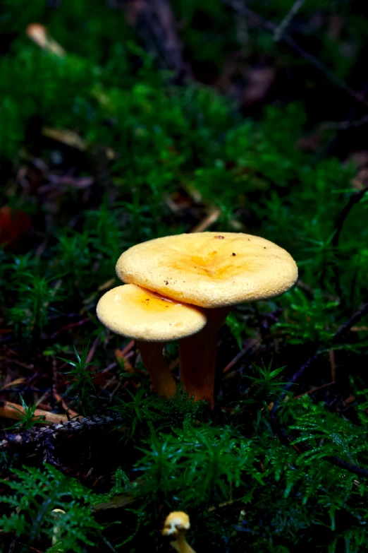 a yellow mushroom is next to a tree