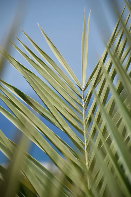 close up view of palm leaves against blue sky