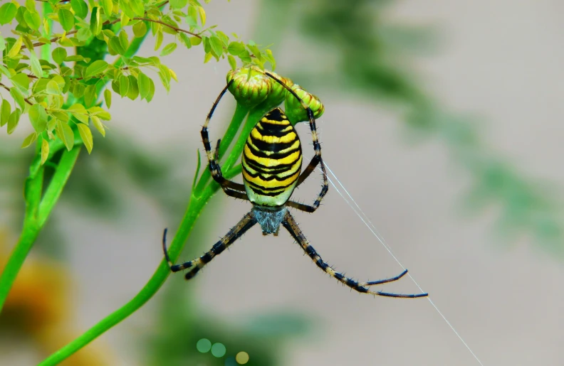 a large black and yellow spider on a nch