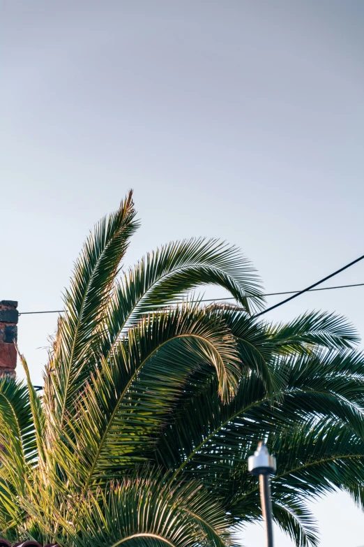 palm tree in a back yard on an overcast day