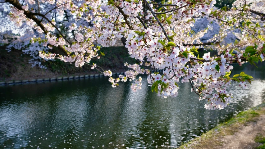 the blossoms on trees are blooming in the water