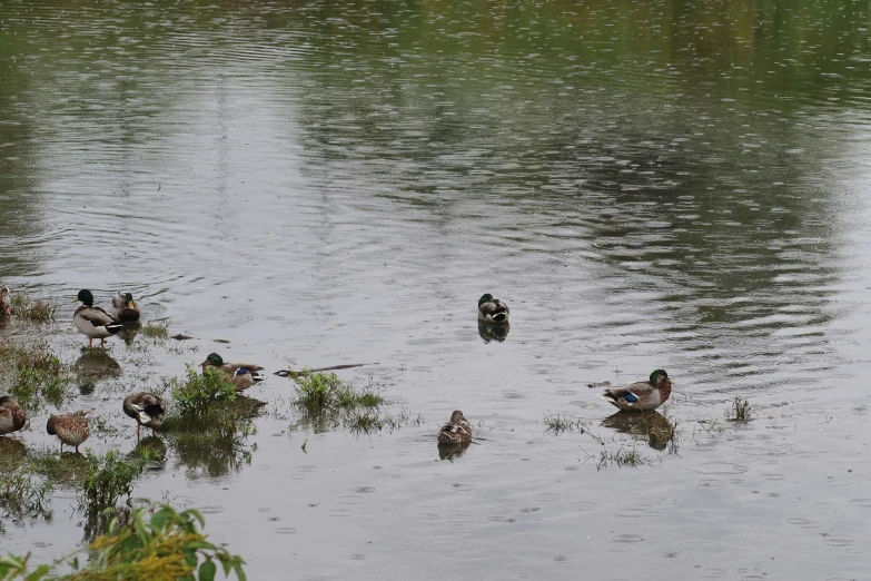 several ducks that are swimming in the water