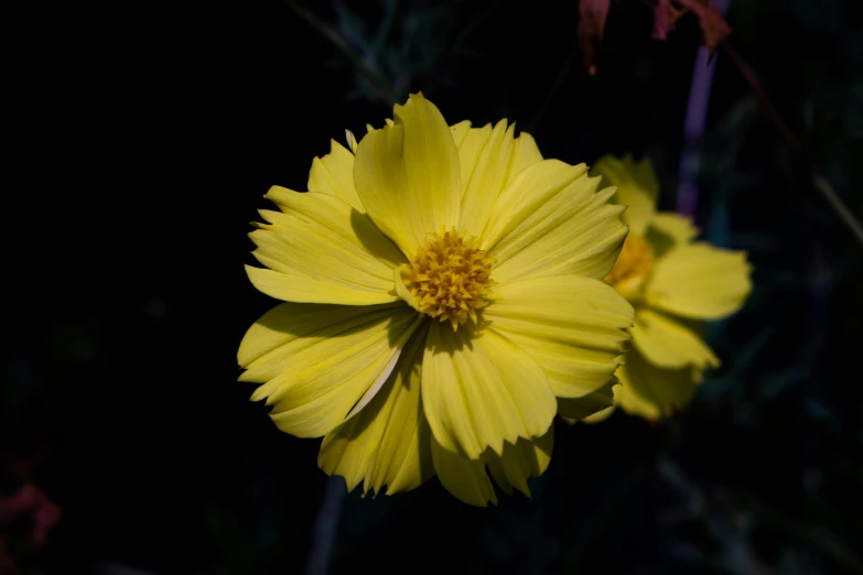 an up close s of yellow flower with black background