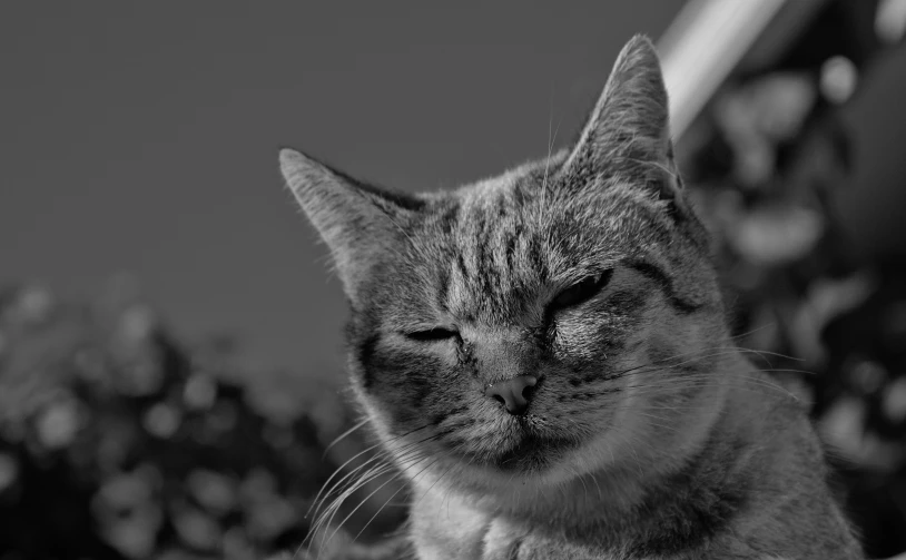 a black and white po of a cat with its eyes open