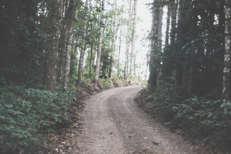 a dirt road surrounded by lots of green trees