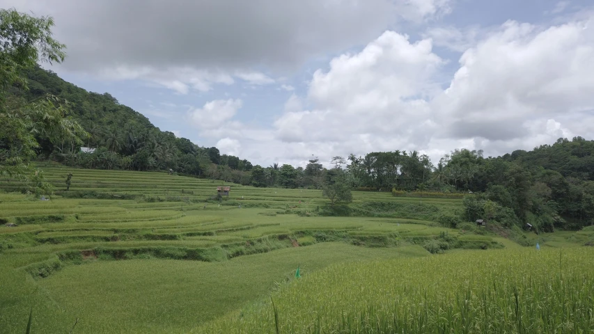 an area that is full of lush green vegetation
