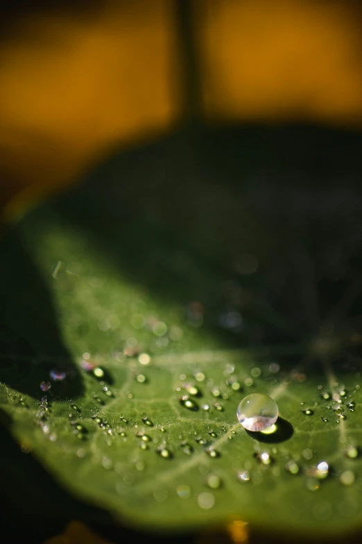 a close up picture of a green leaf with drops of water