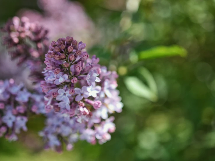 a close up of flowers with green leaves in the background