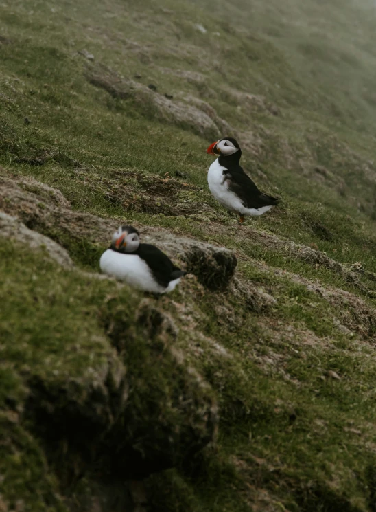 two seagulls sit near a hill and look to the left