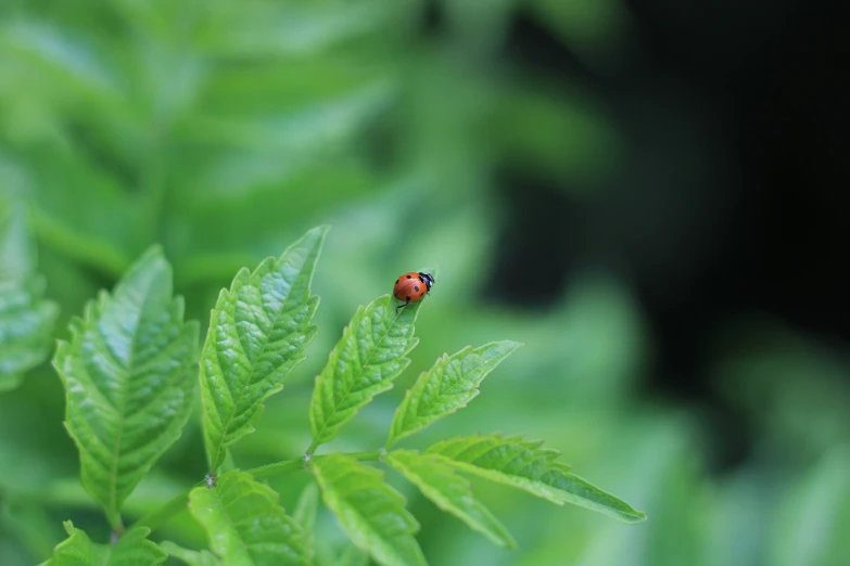 a ladybird rests upon the tip of a leaf