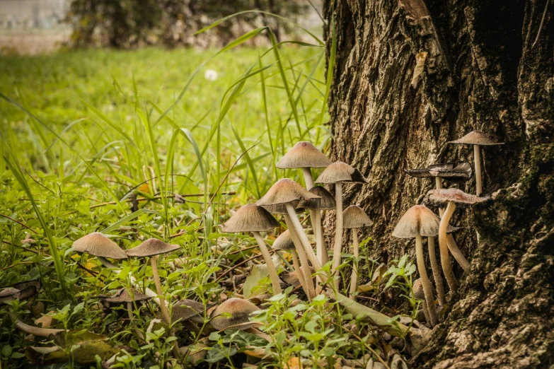 a cluster of mushrooms next to a tree