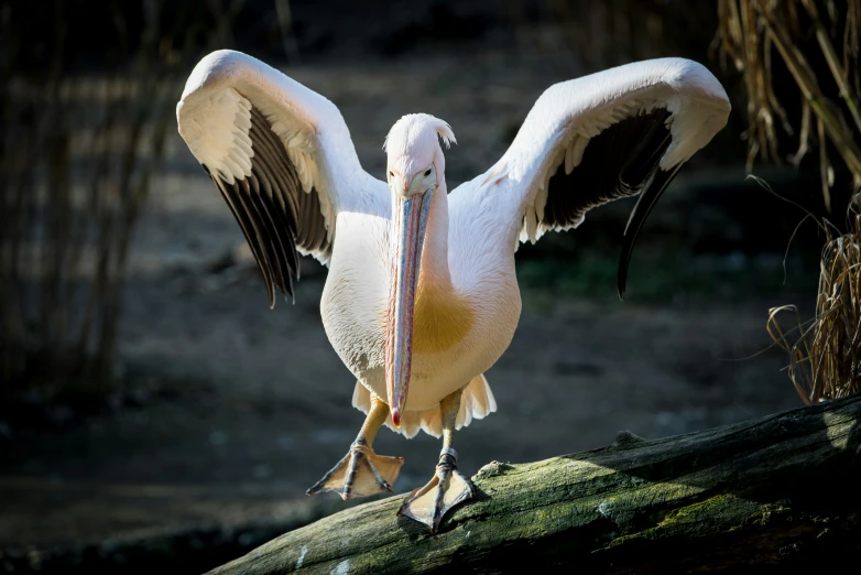 a pelican standing on top of a tree nch