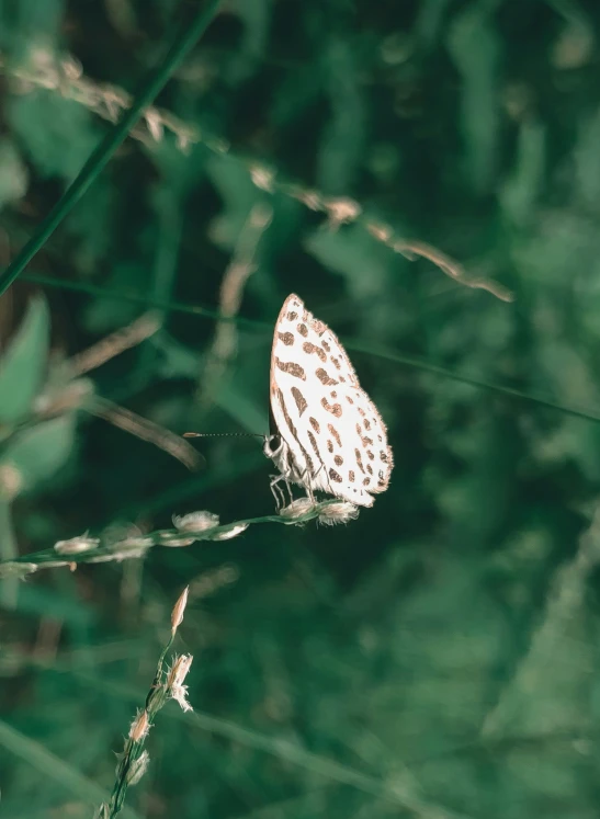 a small white erfly on top of a blade of grass