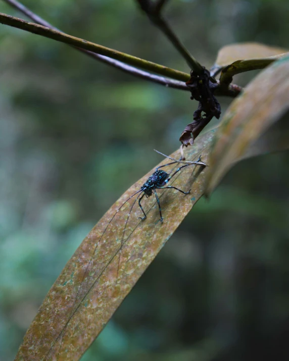 the insect is standing on a leaf in the woods