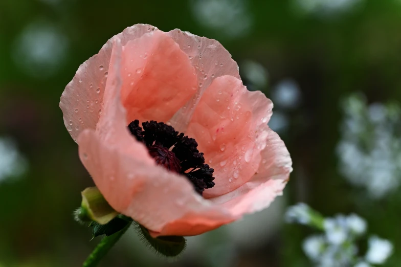 a pink flower with drops of water on it