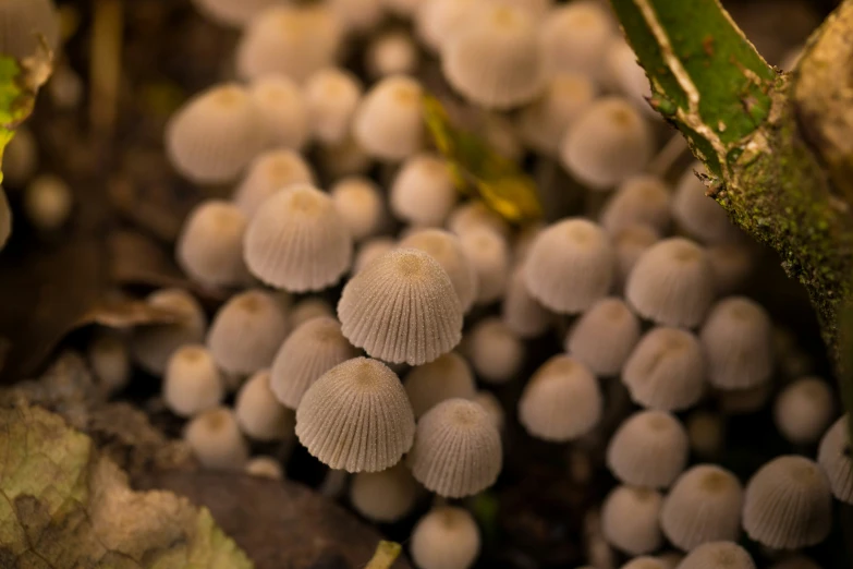 an unusual group of mushrooms are pictured in this close up po