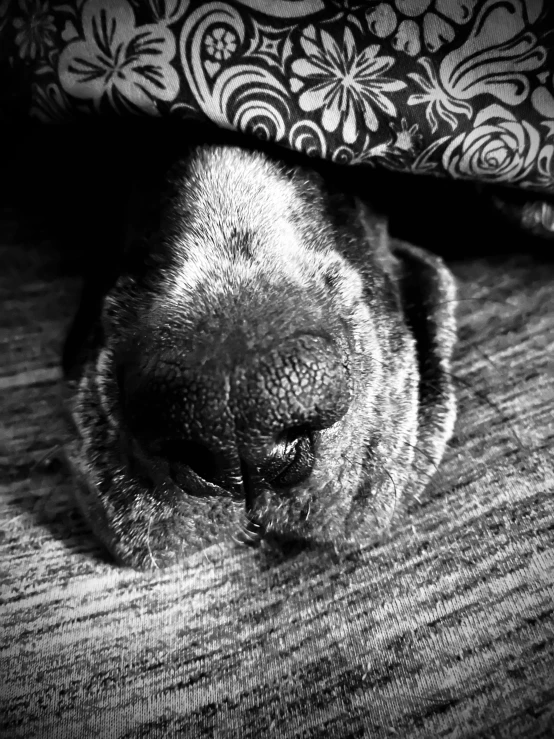 a close up of a dog's face in black and white