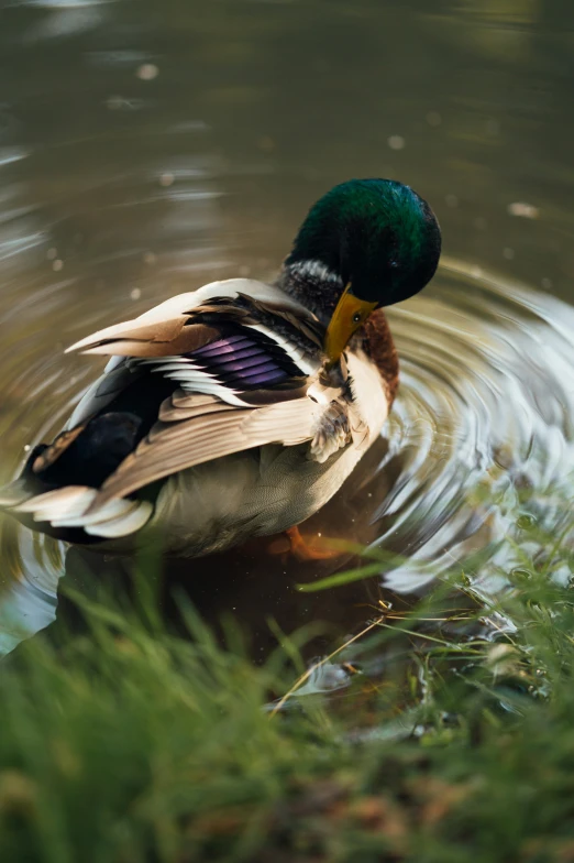 a duck is swimming in a pond with grass