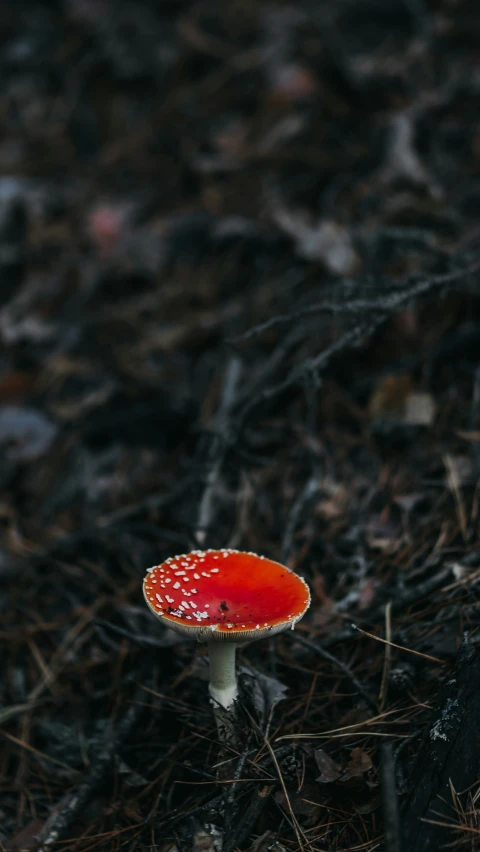 a small red mushroom sits on the ground