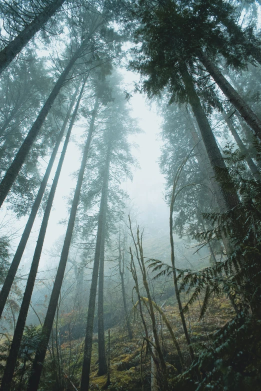 view from the ground, of many trees growing in a forest