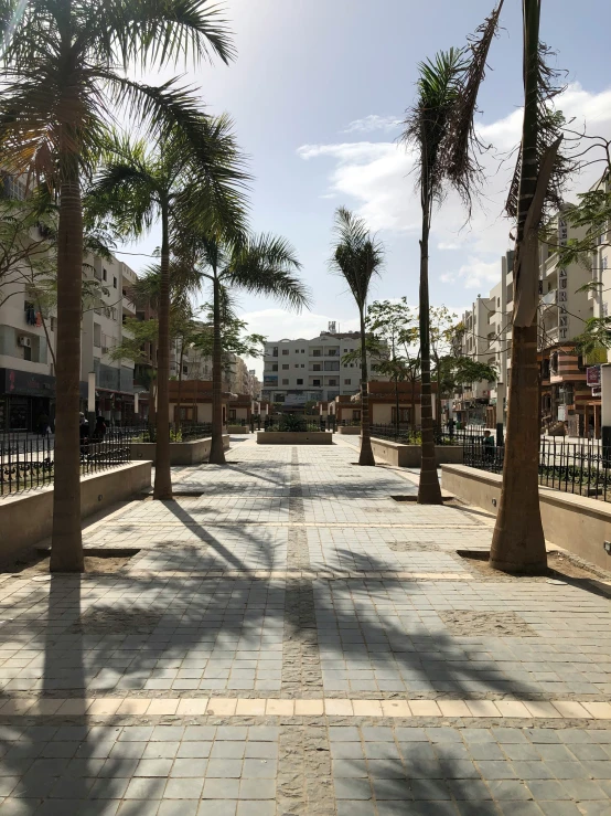 a sidewalk lined with palm trees next to metal fencing