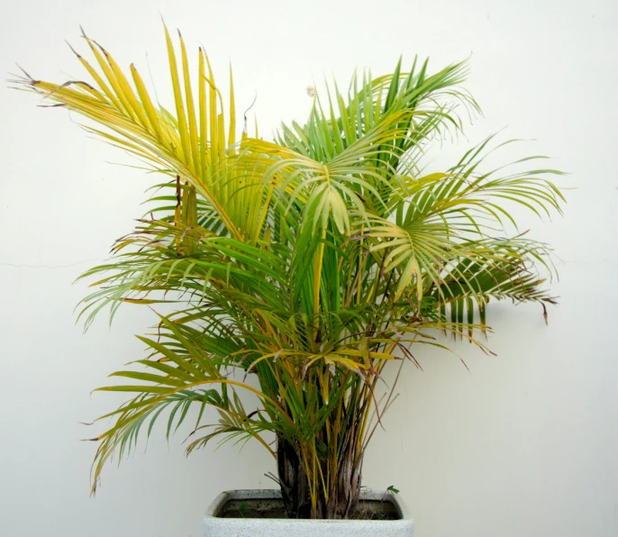 a green plant with tall leaves next to white wall