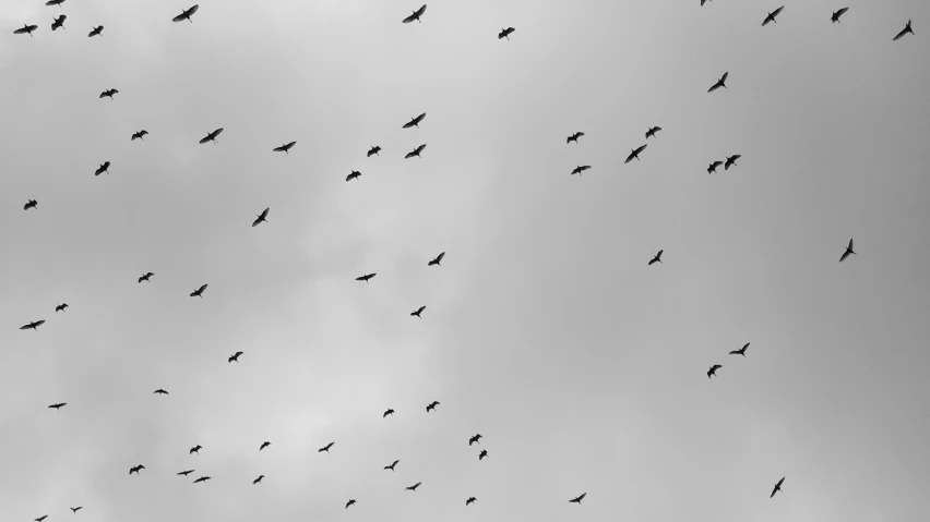 a flock of birds flying in the sky