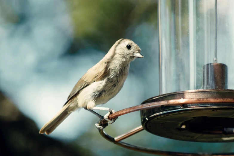 a small brown bird standing on a table