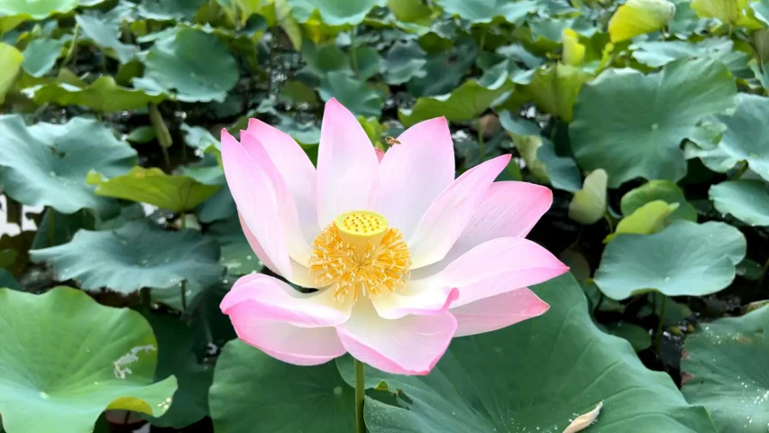 a pink lotus in bloom with green plants around