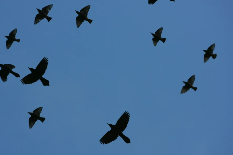 many birds flying in the sky, including one black and white bird