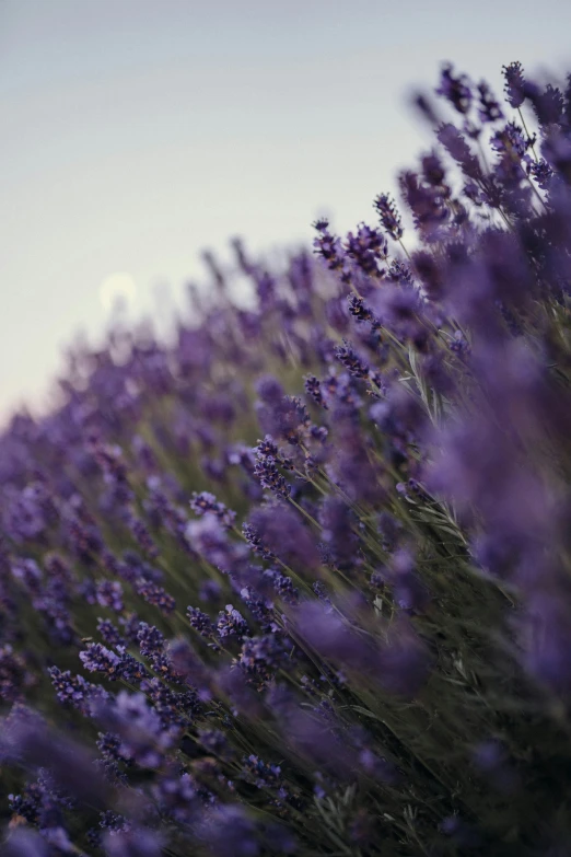 some flowers growing in the ground by the sky