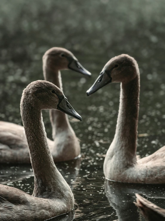 two large swans swimming in the water