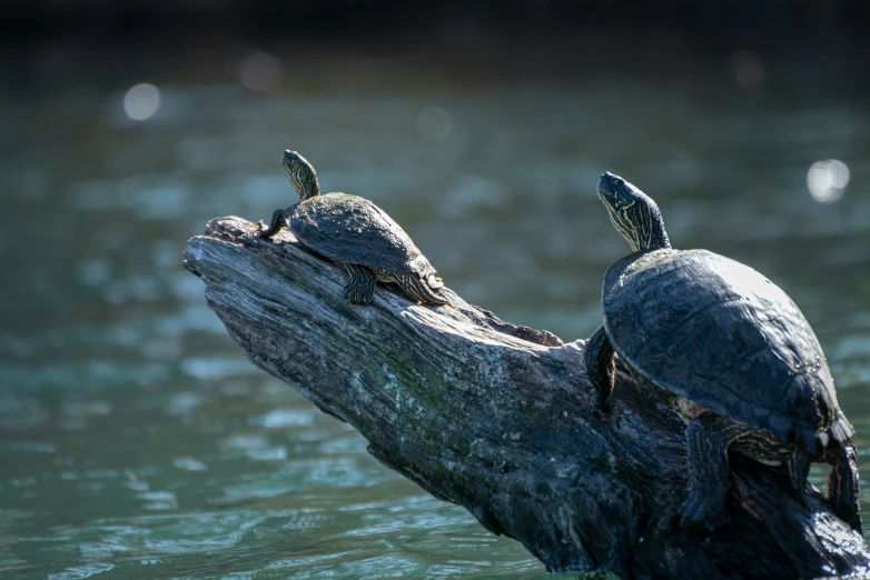 two turtles sit on top of a log in the water