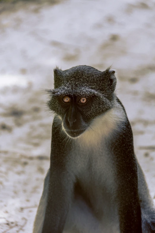 a black and white monkey on a snowy hill