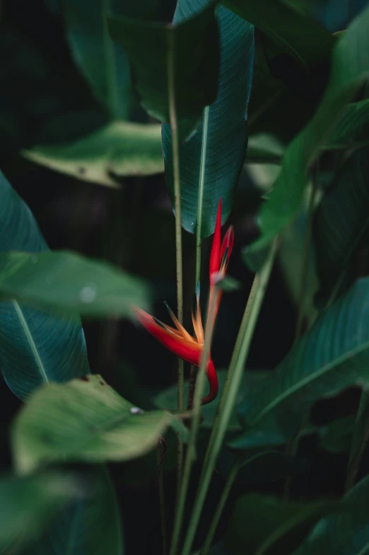 a closeup of a red flower near some leaves