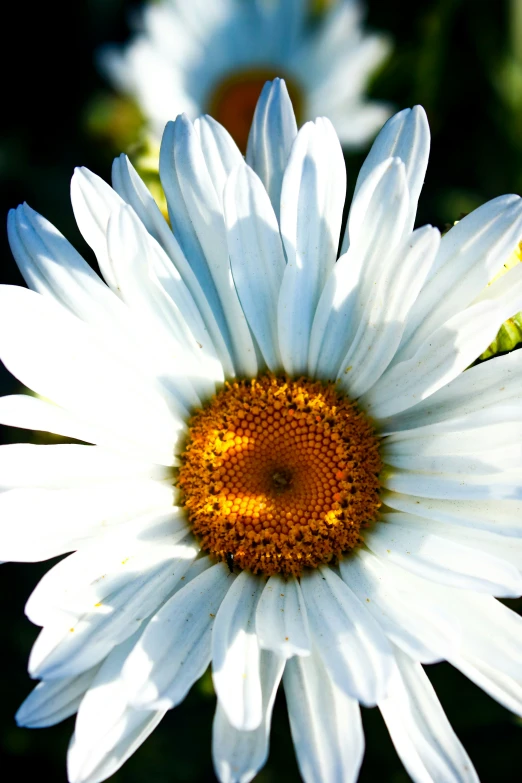 there is a very large white flower with many yellow center