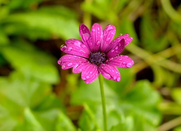 pink flower with purple center sitting in grass