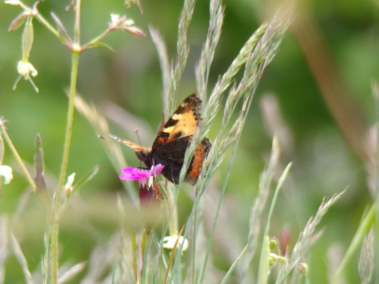 a erfly sits on top of some wild flowers